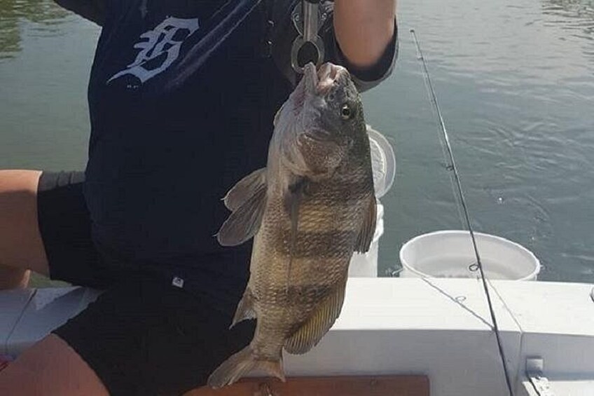 Black Drum 4