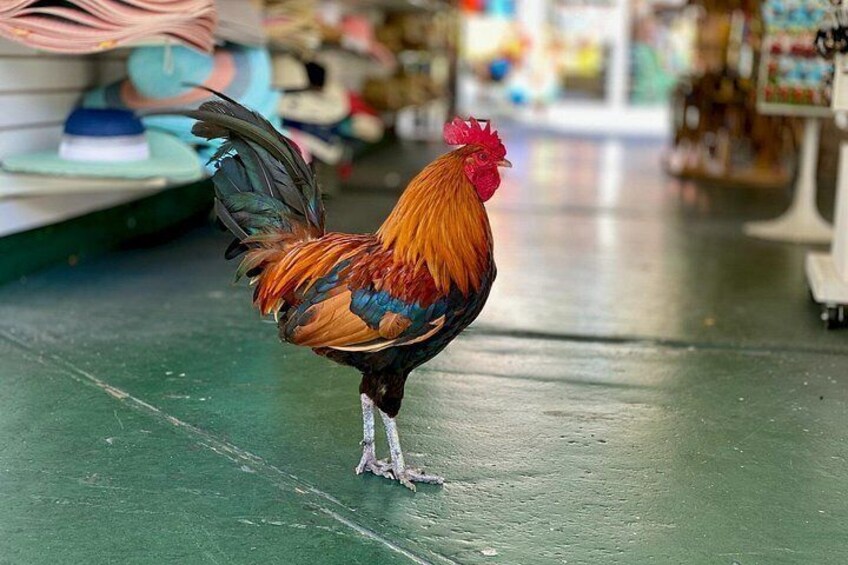 A rooster standing on a green floor in a store aisle. 3