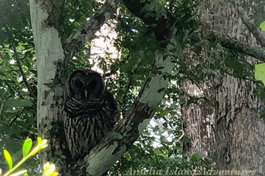 An owl perched on a tree branch. 5