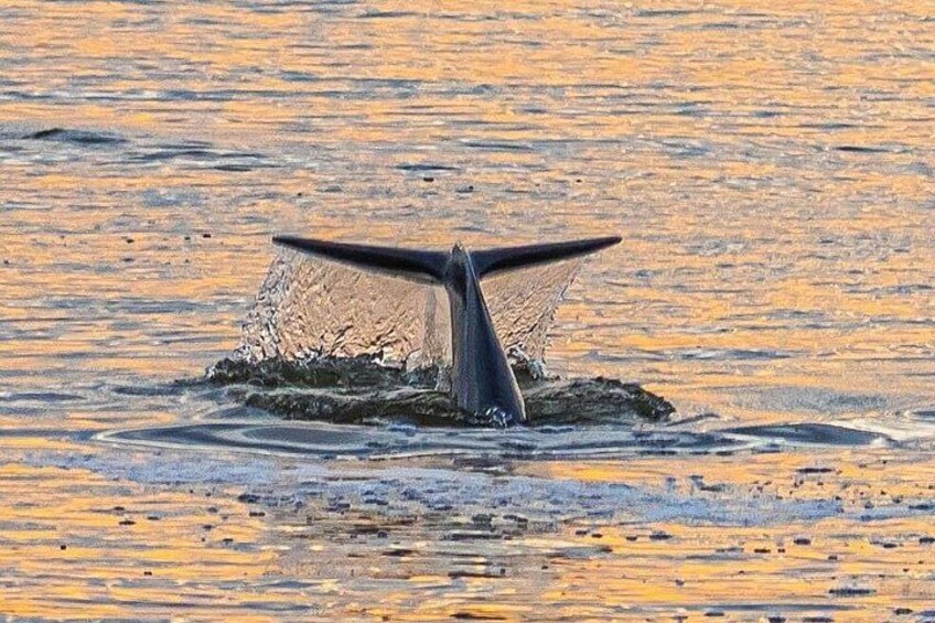 A whale's tail emerging from the water. 4