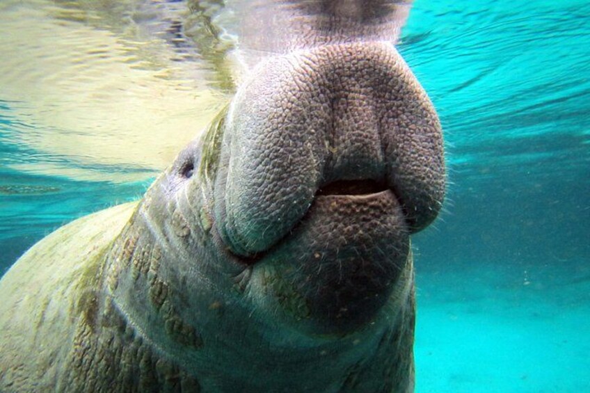 Private Swim with the Manatees Tour at Crystal River 2