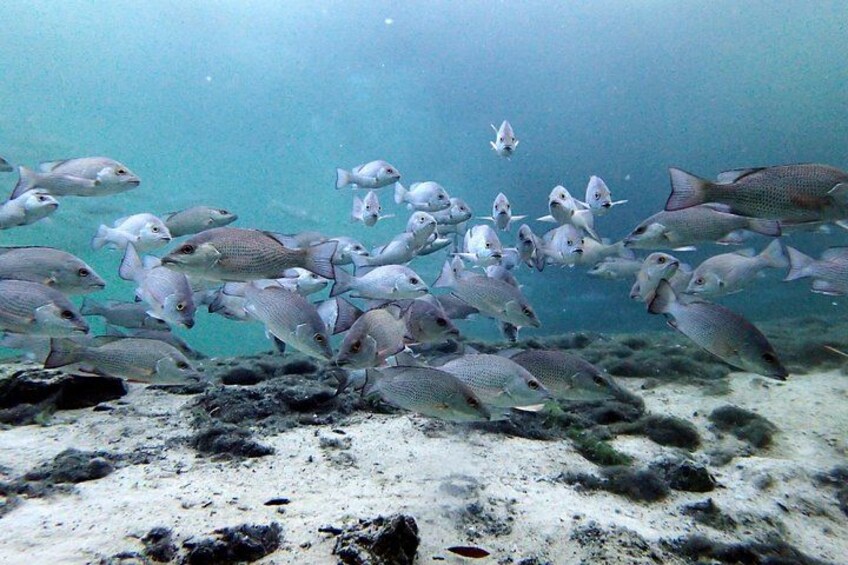 More than just manatees! 2