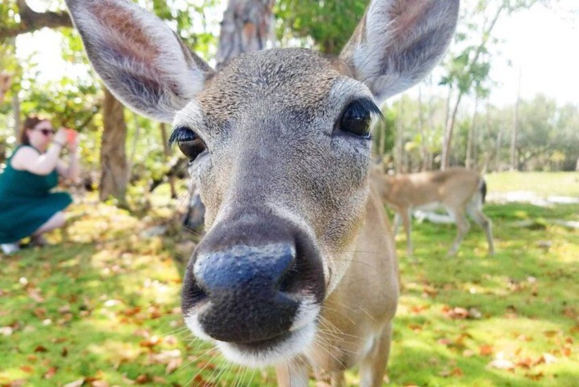 A deer in a grassy area with trees in the background. 1