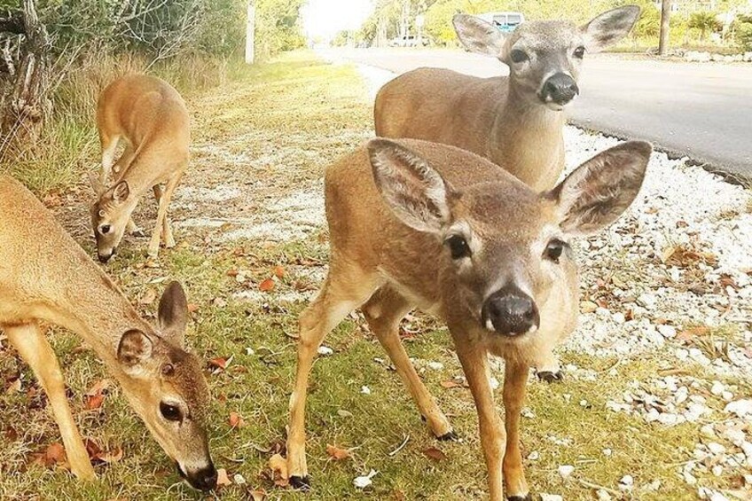 Endangered Key Deer 2
