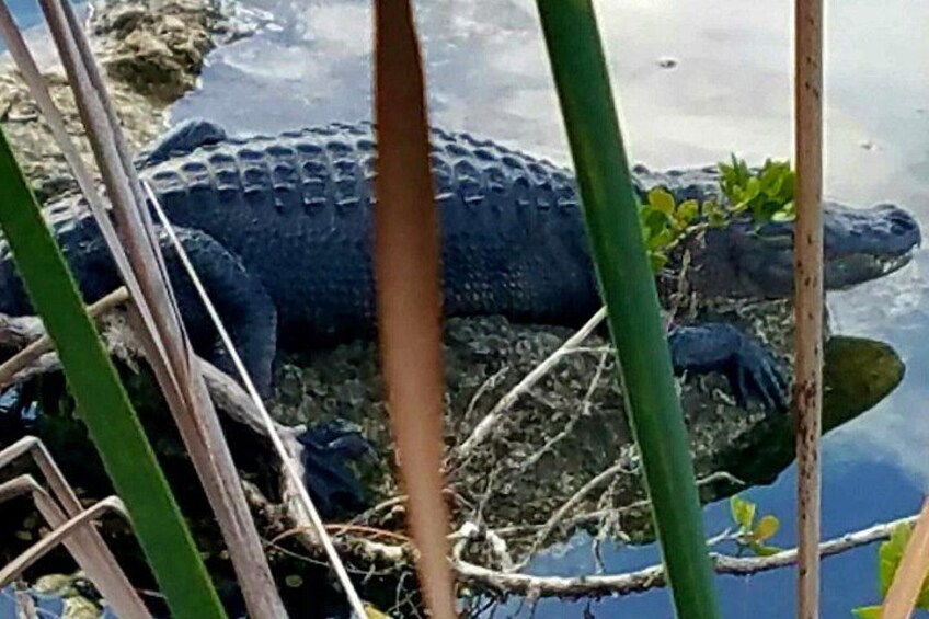 A crocodile resting on a rocky surface near water. 5