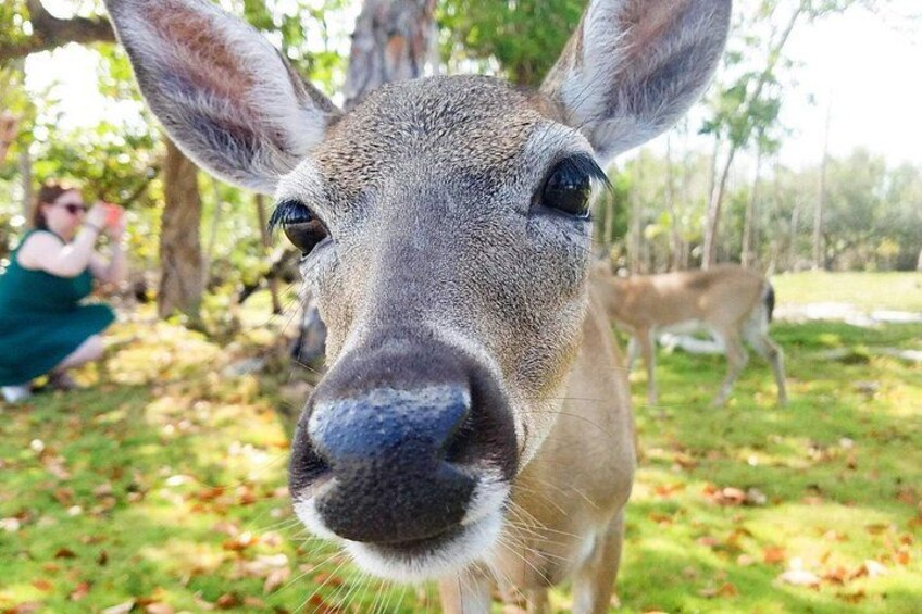 Florida Keys Nature & History Tour from Key West 1