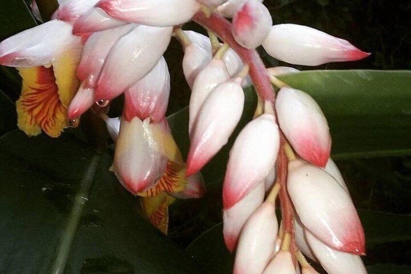 A cluster of white and pink flowers with yellow centers, hanging from a green plant. 1