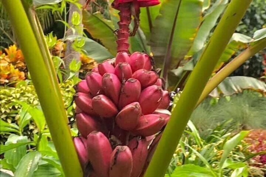 A bunch of red bananas hanging from a plant with green leaves and other vegetation in the background. 5
