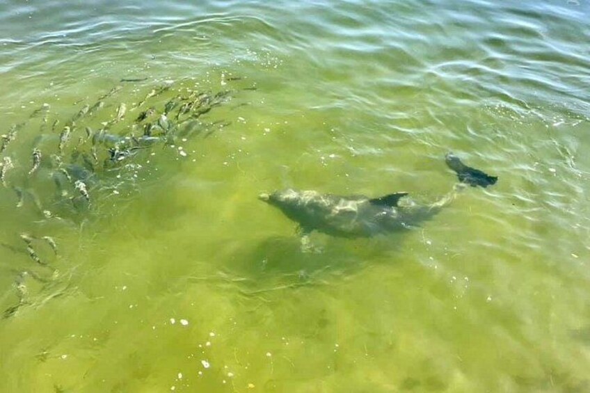 A dolphin swimming in clear water. 2