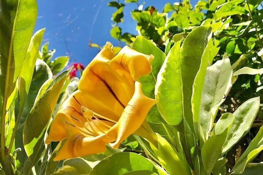 A yellow flower with green leaves. 2