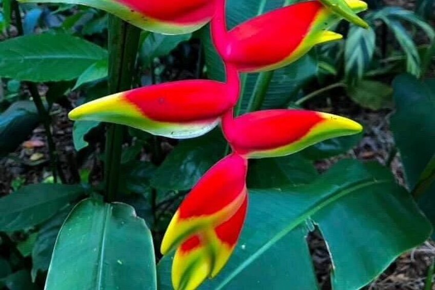 A plant with red and yellow flowers and green leaves. 4