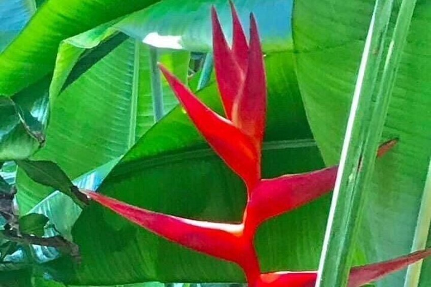 A red bird of paradise flower amidst green leaves. 4