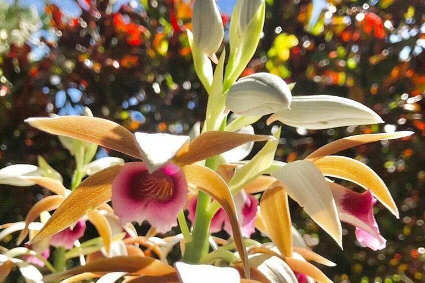 A close-up of a flower with a prominent pink center and yellow petals. 2