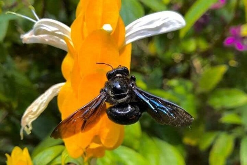 A black bee on a yellow flower. 3