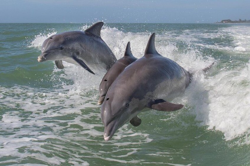 PRIVATE Eco Boat Trip out of Naples Bay, FL , island stop incl. 1
