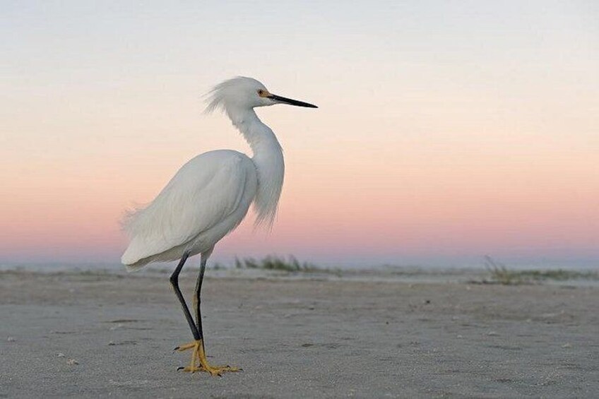PRIVATE Eco Boat Trip out of Naples Bay, FL , island stop incl. 5