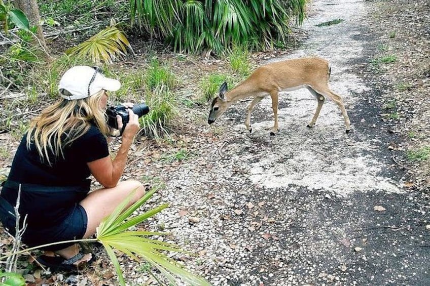 Photograph endangered Key Deer 5