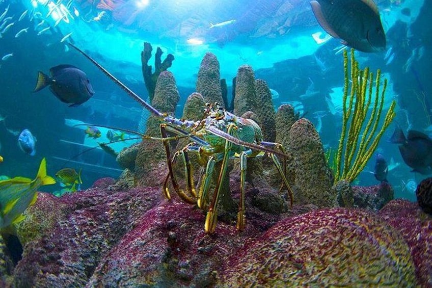Florida Lobster in the Coral Reef Aquarium 4