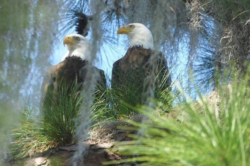 Two bald eagles perched on a rocky outcrop with pine trees in the background. 1