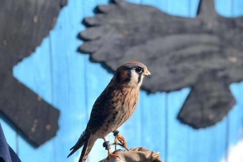 A bird perched on a structure with a blue background. 4