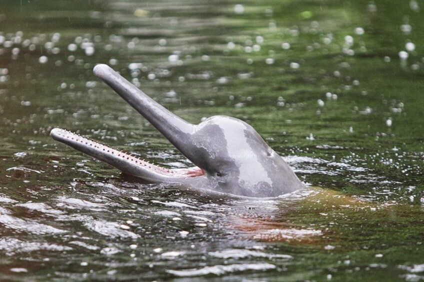 3-Day All Inclusive Guided Jungle Tour from Iquitos at Maniti Eco-Lodge 3