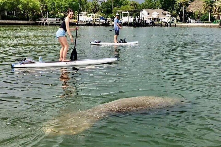 Saint Petersburg Paddle Board Tour 3