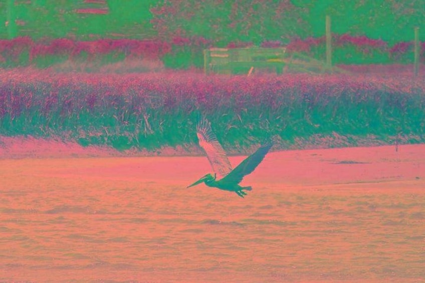 A bird flying over a body of water with a purple and green background. 4