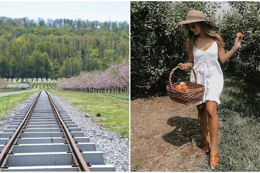 Niagara Wine Tour and Tastings with Transportation 2