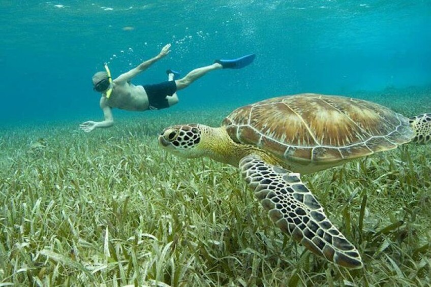 Belize Hol Chan Marine Reserve & Shark Ray Alley Snorkel Tour - Ambergris Caye 4