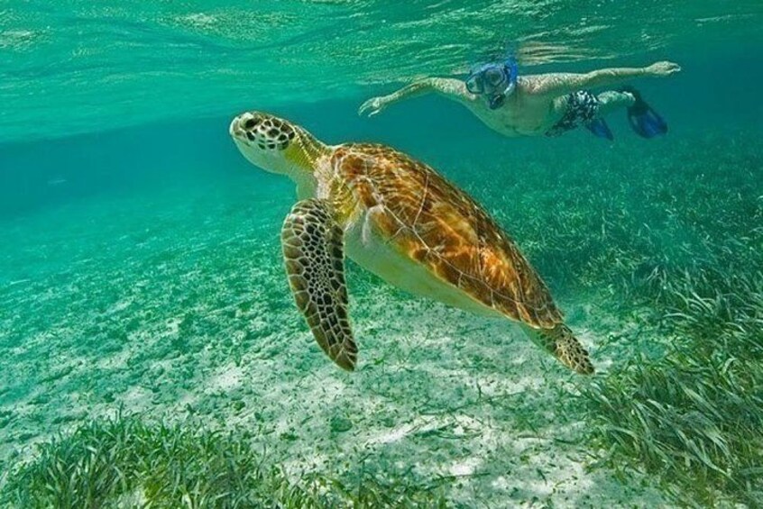 Belize Hol Chan Marine Reserve & Shark Ray Alley Snorkel Tour - Ambergris Caye 3