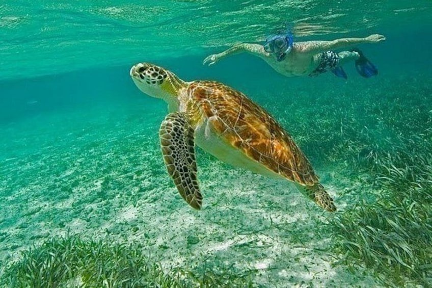 A sea turtle swimming underwater with a diver in the background. 3