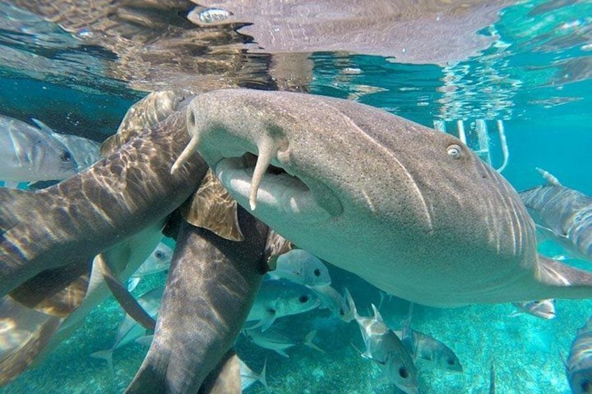 A large fish with a prominent mouth and fins swimming underwater. 5