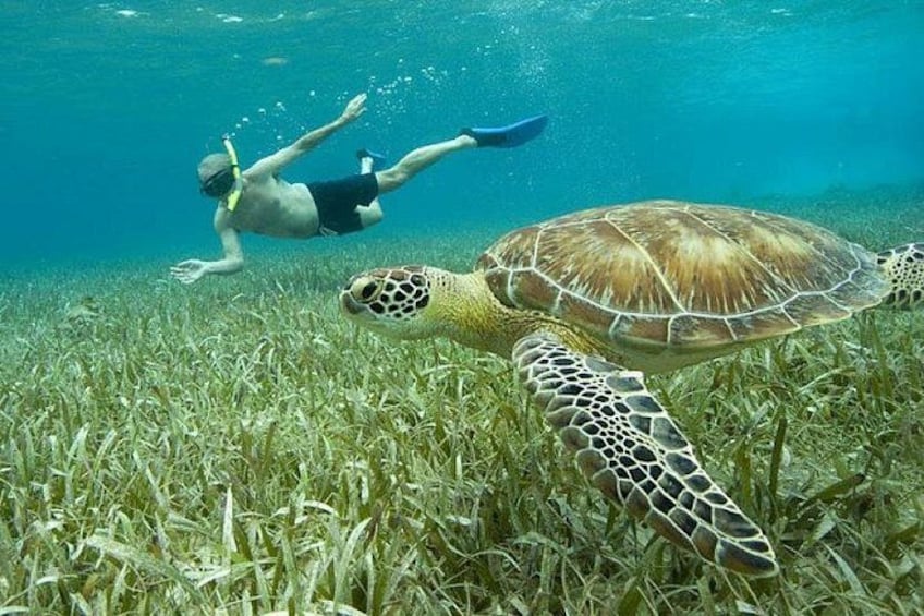 A diver swimming with a sea turtle in clear water. 4