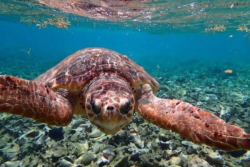 A sea turtle swimming underwater. 2