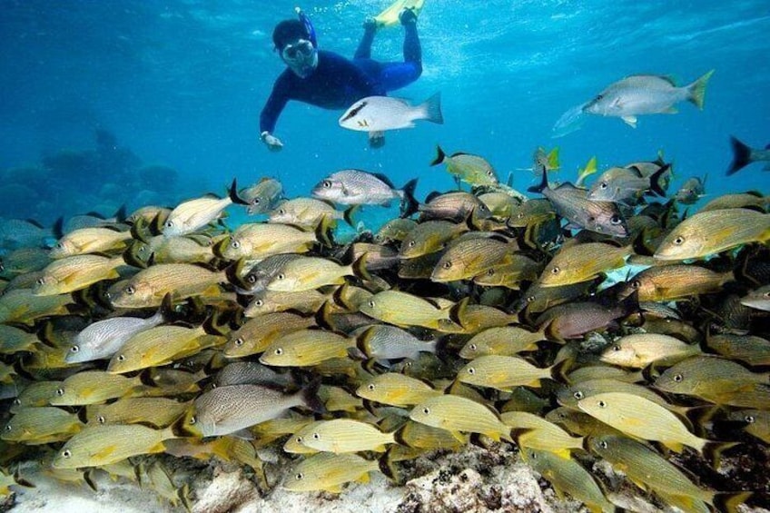 A diver swimming among a school of fish. 2