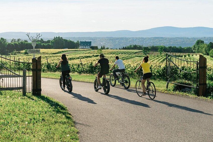 A paved path with cyclists, a gate, and vineyards in the background. 4