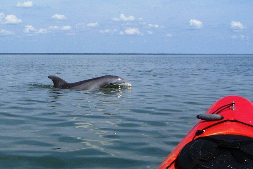 Fully Guided Kayaking Backwater Manatee and Dolphin Tour 1