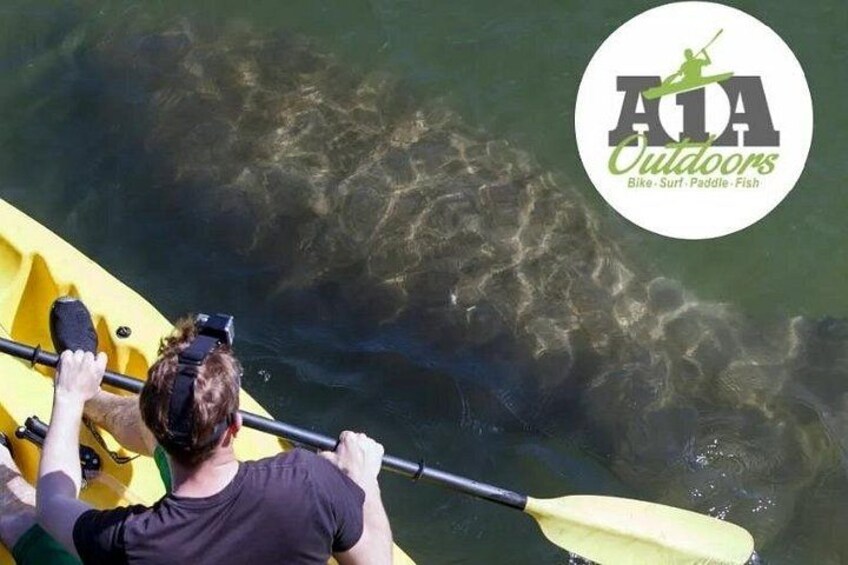 Fully Guided Kayaking Backwater Manatee and Dolphin Tour 2