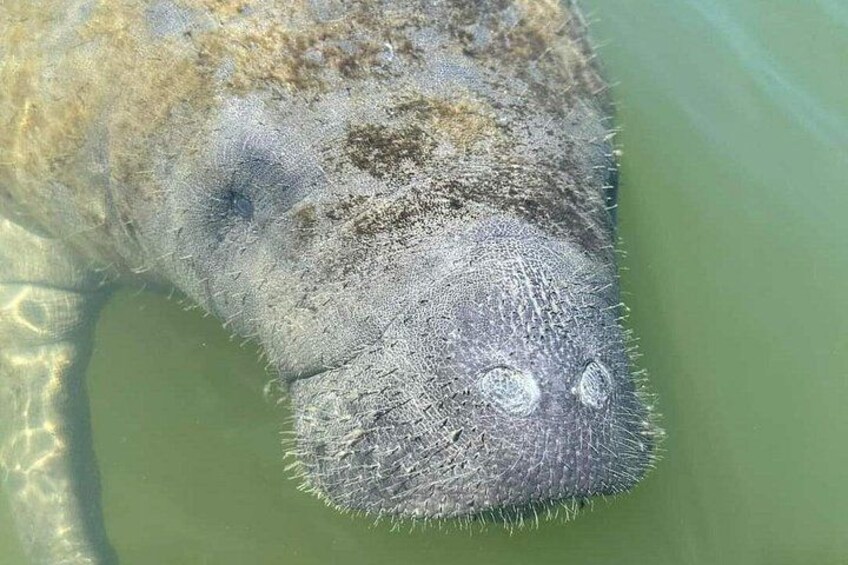 Fully Guided Kayaking Backwater Manatee and Dolphin Tour 3