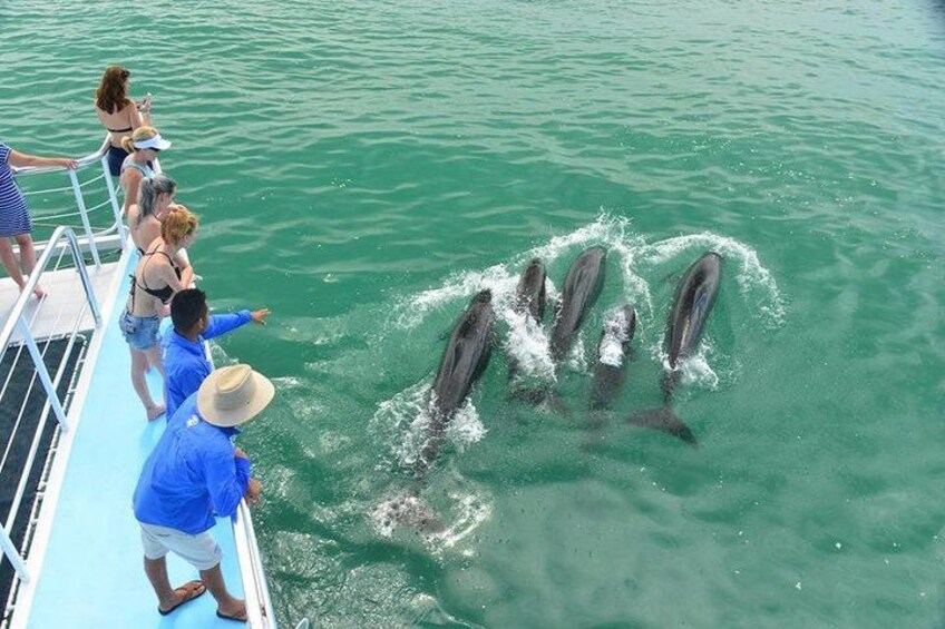 Un bateau rempli de personnes qui observent des dauphins nager dans l’eau. 5