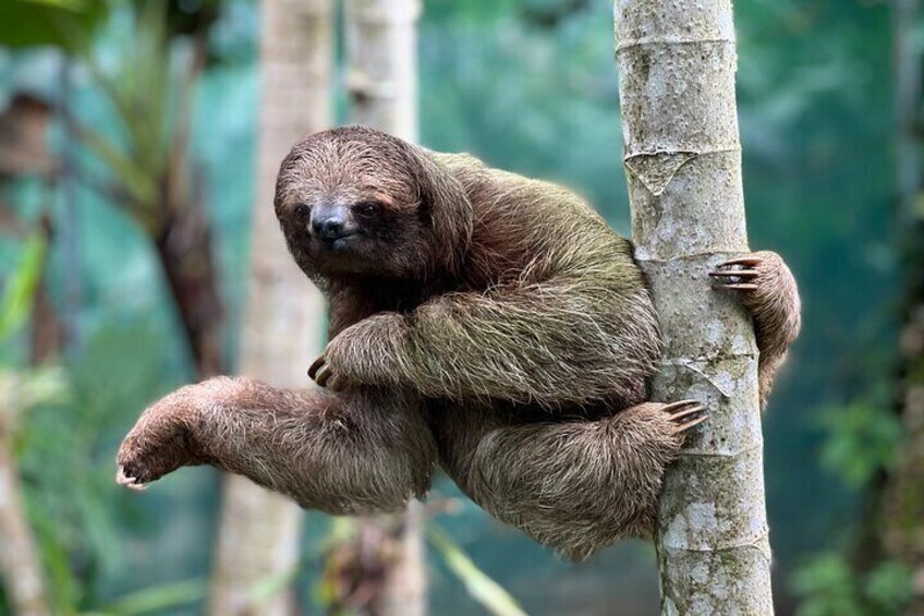 Three toed sloth