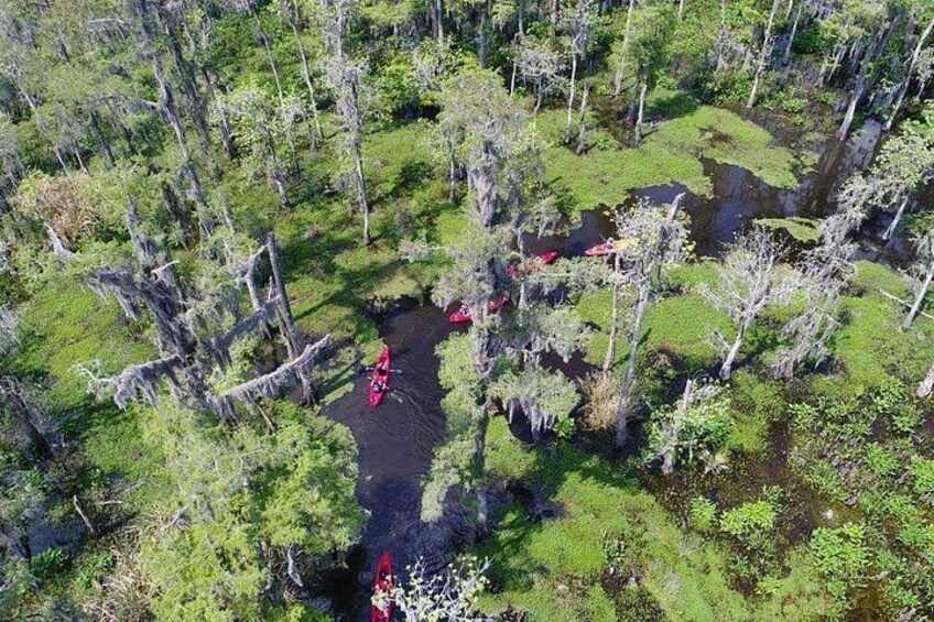 Small-Group Manchac Swamp Kayak Tour 2