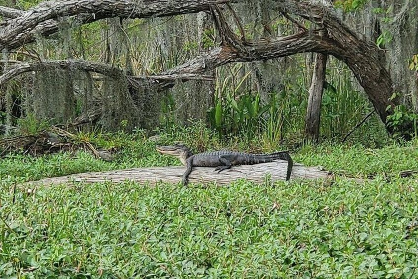 Small-Group Manchac Swamp Kayak Tour 2