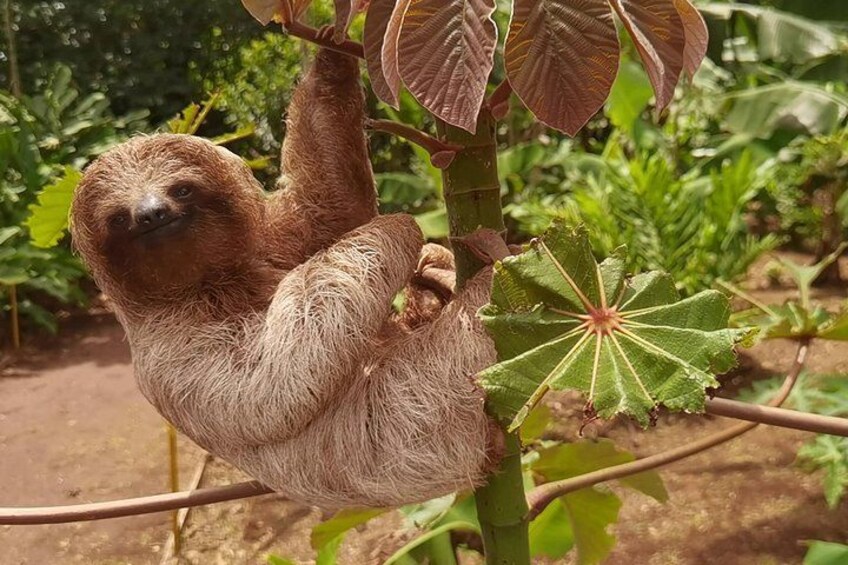 Private Sloth Encounter Waterfall And river safari Tour 3