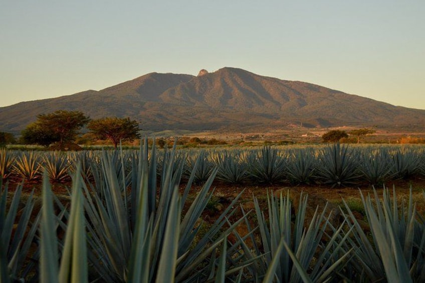 José Cuervo Tequila Tour & Agave Fields from Guadalajara 1