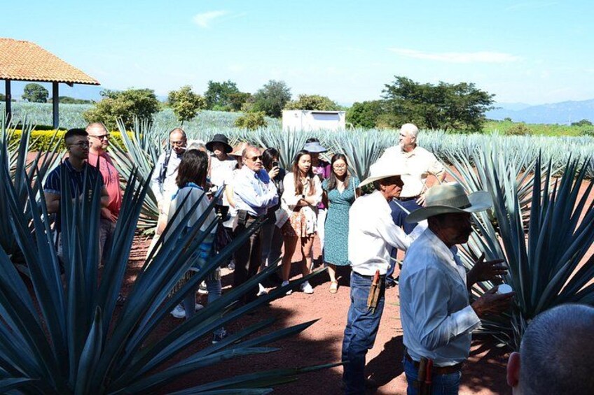 José Cuervo Tequila Tour & Agave Fields from Guadalajara 2
