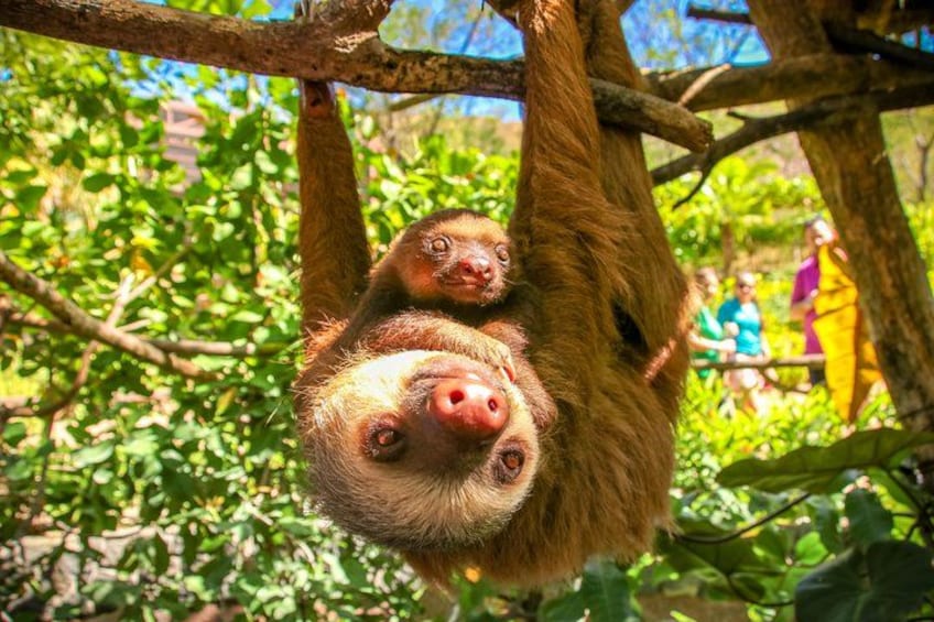 Mia and Ziggy, sloths hanging out 4