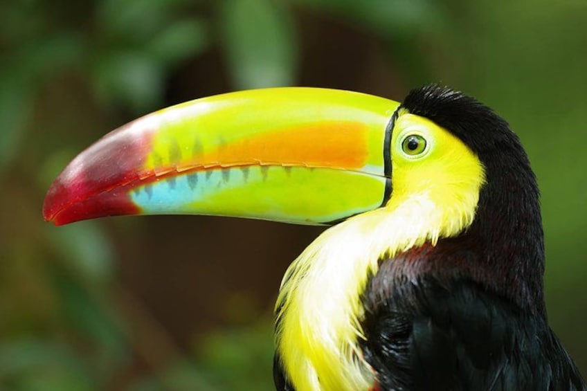 Sam - Rainbow Billed Toucan 5