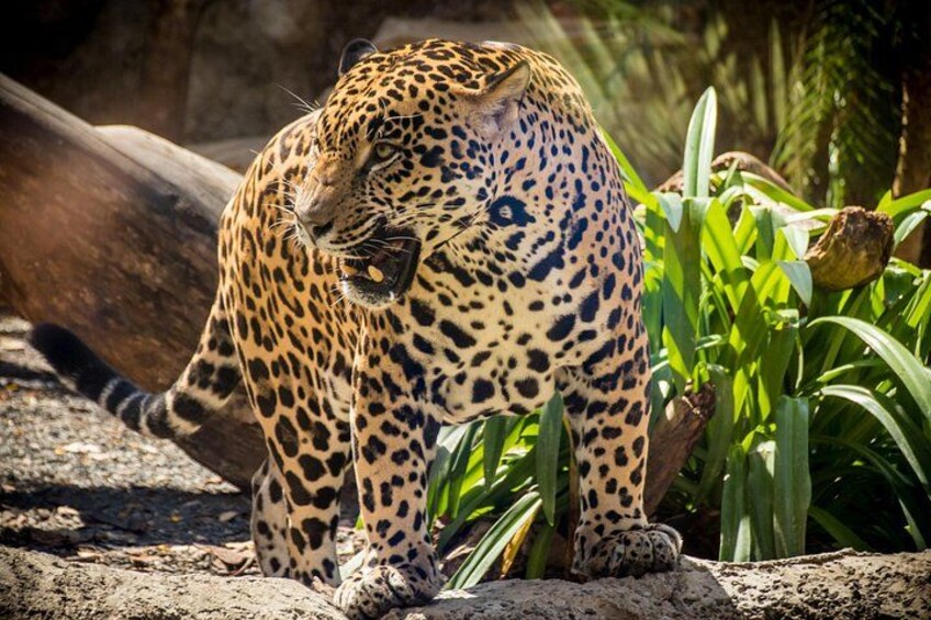 Nico - Jaguar at Diamante 2