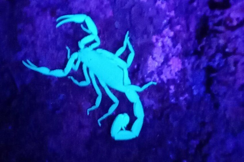 Fluorescent mystery of the forest.
Under UV light, scorpions glow like creatures from another world. An unforgettable surprise on our night tour.
 Live it at Ficus Trails 1